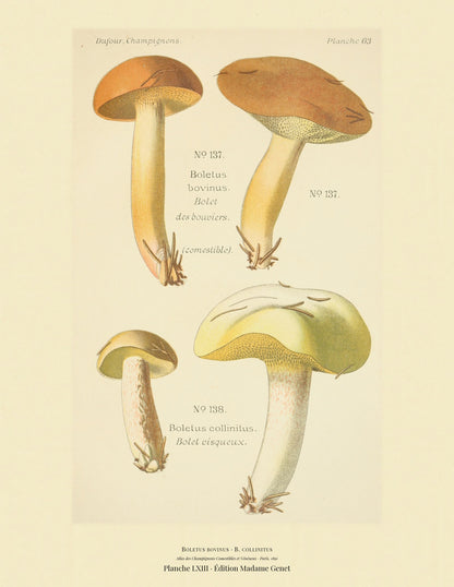 Planche LXIII from Léon Dufour's 1891 Atlas des Champignons — Boletus bovinus