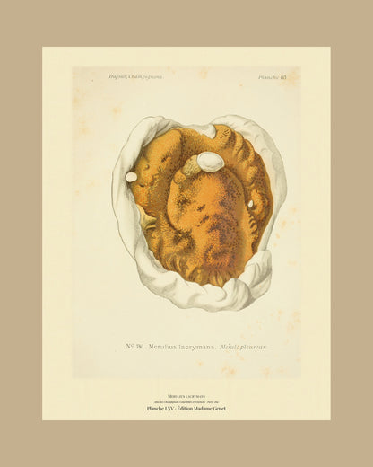 Framed view of planche LXV from Léon Dufour's 1891 Atlas des Champignons — Merulius lacrymans