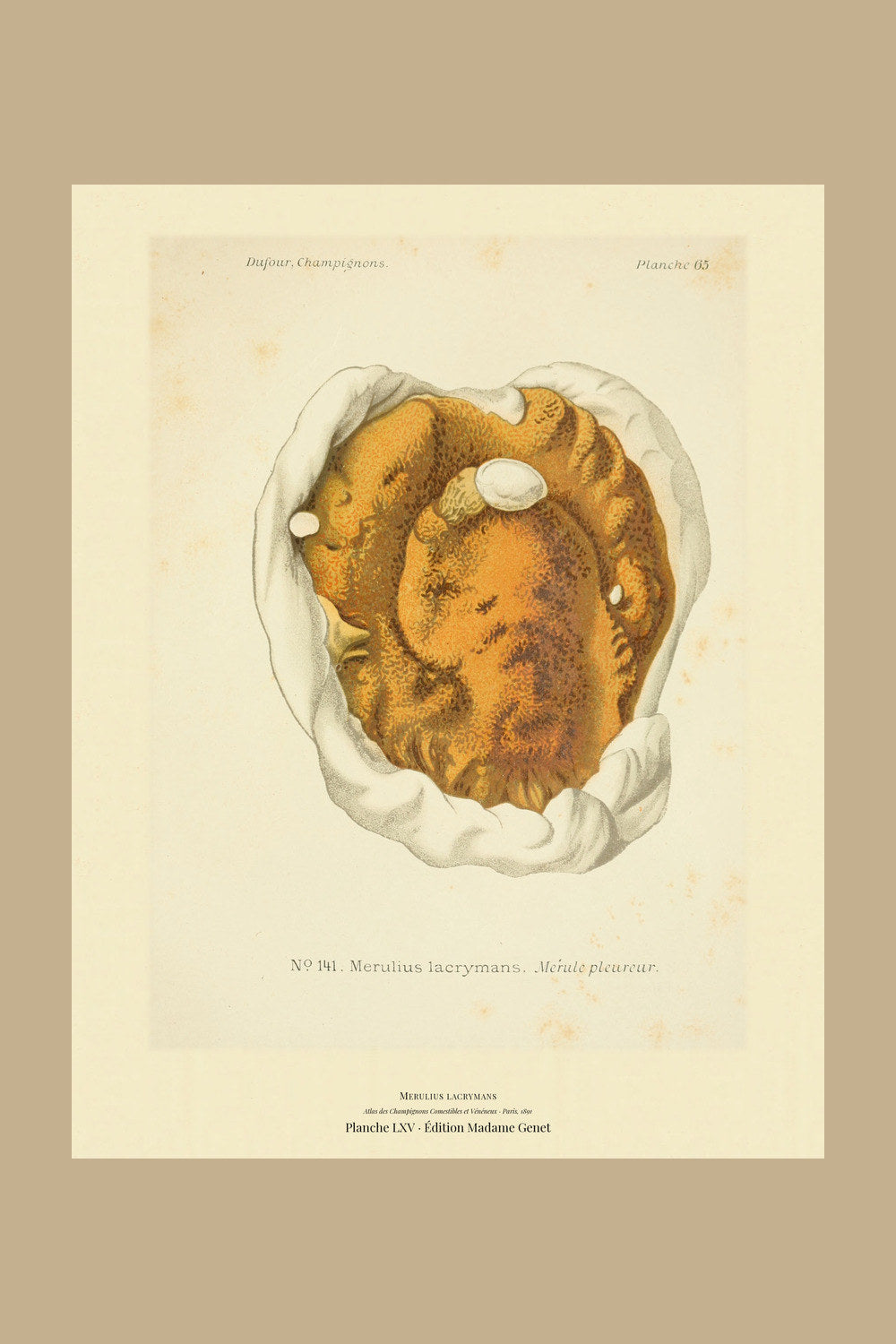 Planche LXV from Léon Dufour's 1891 Atlas des Champignons — Merulius lacrymans