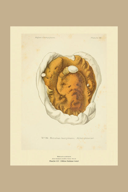 Planche LXV from Léon Dufour's 1891 Atlas des Champignons — Merulius lacrymans