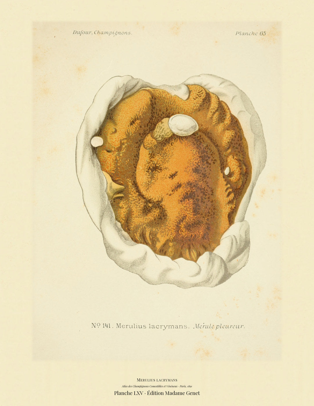 Planche LXV from Léon Dufour's 1891 Atlas des Champignons — Merulius lacrymans