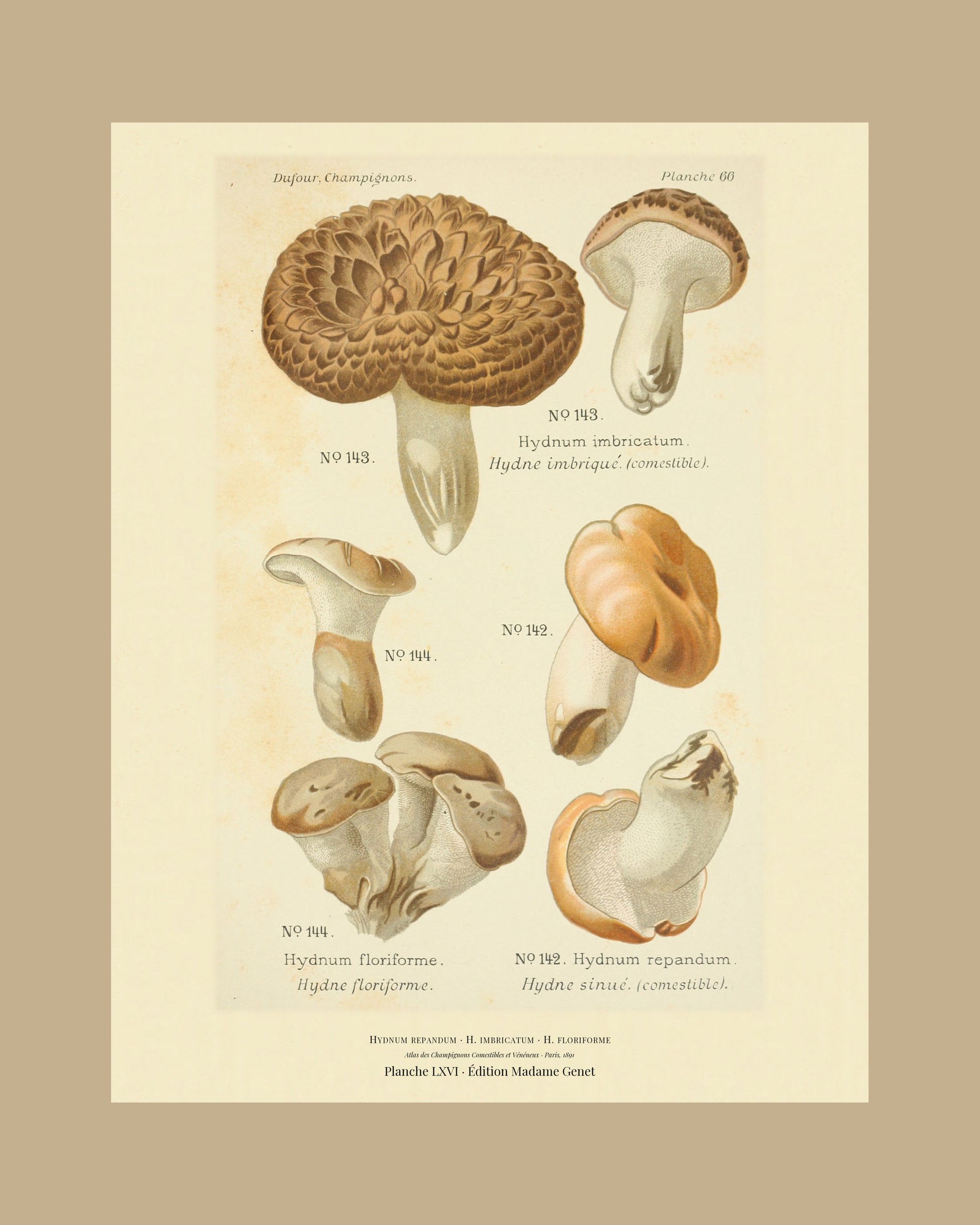 Framed view of planche LXVI from Léon Dufour's 1891 Atlas des Champignons — Hydnum repandum