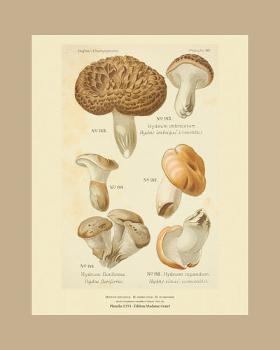 Planche LXVI on a tan mount, Dufour 1891 — Hedgehog Mushroom · Hydnum repandum · Hydne sinué · marked edible, 1891; Hydnum imbricatum; Hydnum floriforme