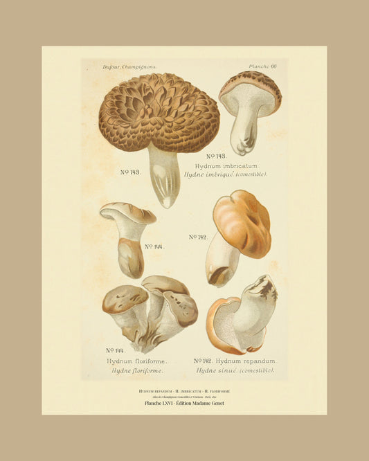Framed view of planche LXVI from Léon Dufour's 1891 Atlas des Champignons — Hydnum repandum