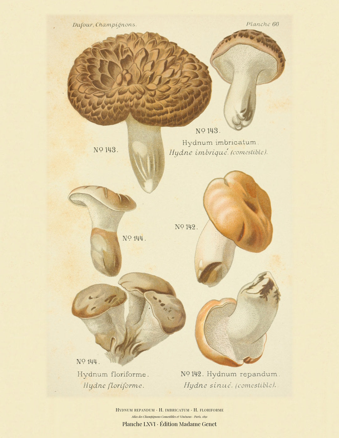 Planche LXVI from Léon Dufour's 1891 Atlas des Champignons — Hydnum repandum