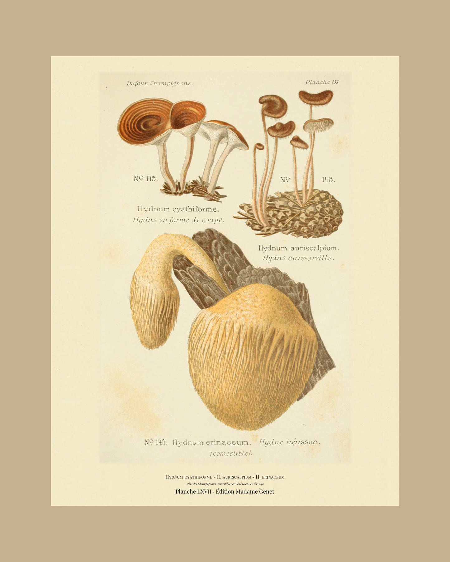 Framed view of planche LXVII from Léon Dufour's 1891 Atlas des Champignons — Hydnum cyathiforme