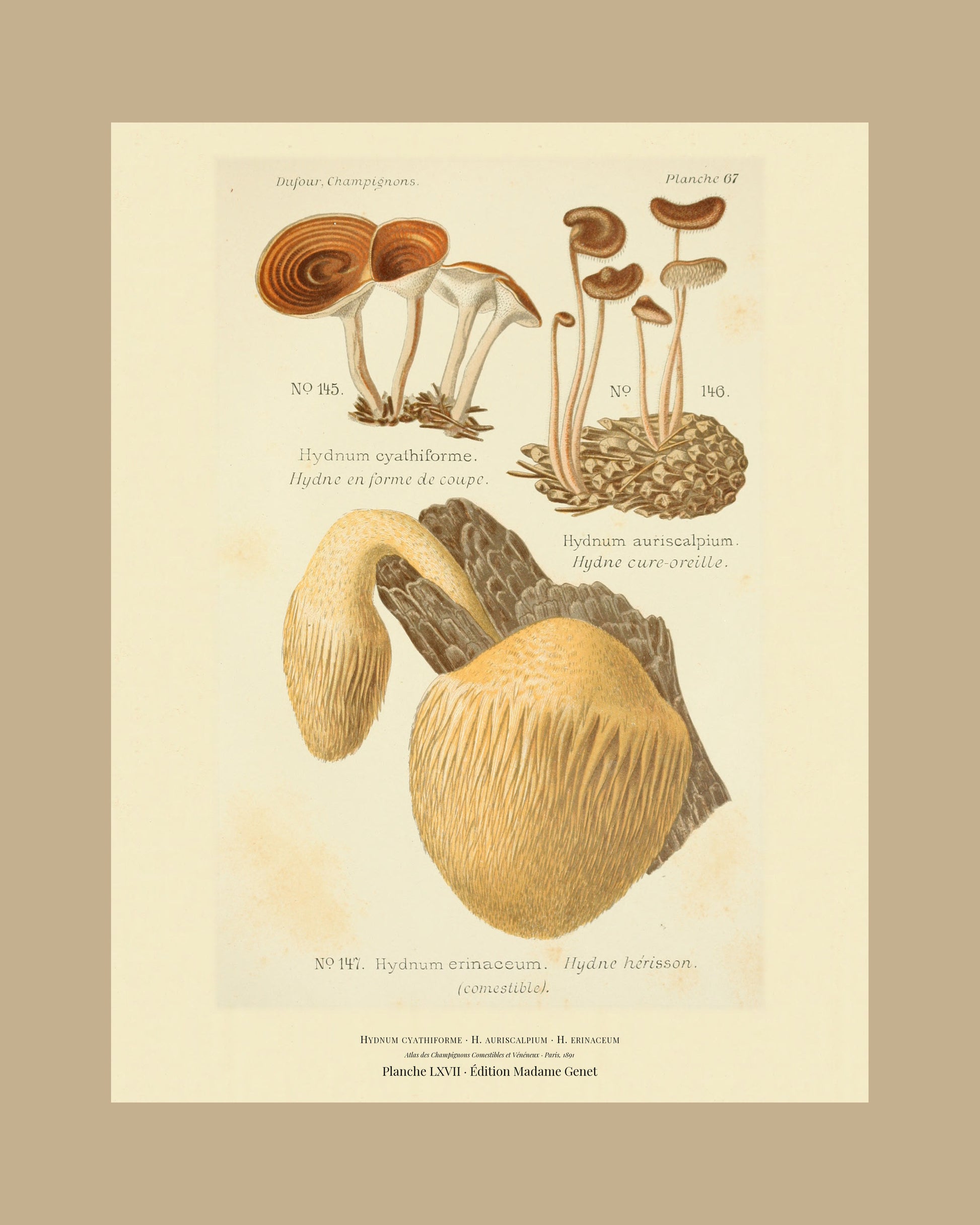 Framed view of planche LXVII from Léon Dufour's 1891 Atlas des Champignons — Hydnum cyathiforme