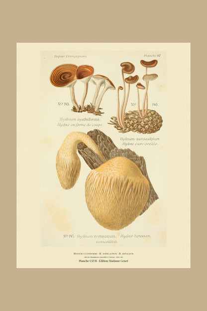 Planche LXVII from Léon Dufour's 1891 Atlas des Champignons — Hydnum cyathiforme