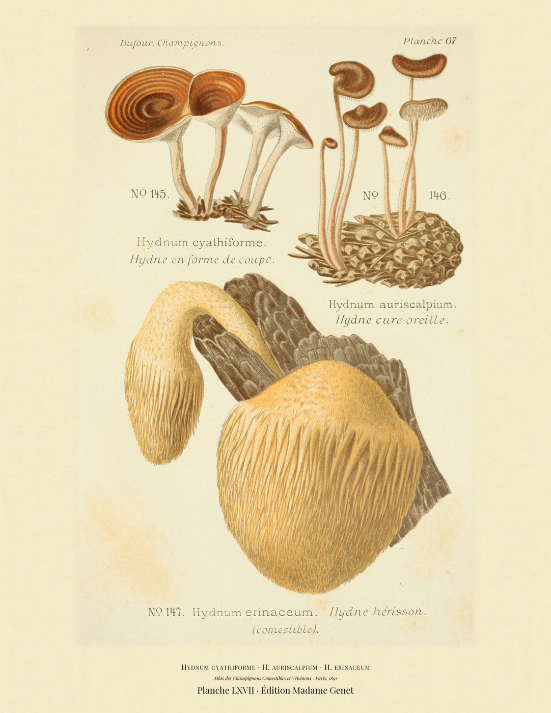 Planche LXVII from Léon Dufour's 1891 Atlas des Champignons — Hydnum cyathiforme