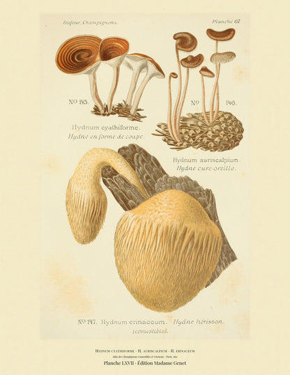 Planche LXVII from Léon Dufour's 1891 Atlas des Champignons — Hydnum cyathiforme