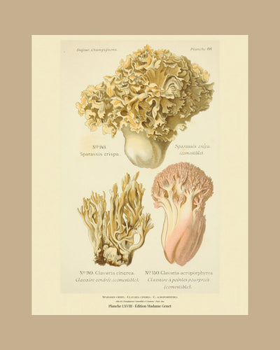 Planche LXVIII on a tan mount, Dufour 1891 — Cauliflower Mushroom · Sparassis crispa · Sparassis crépu · marked edible, 1891; Clavaria cinerea; Clavaria acroporphyrea