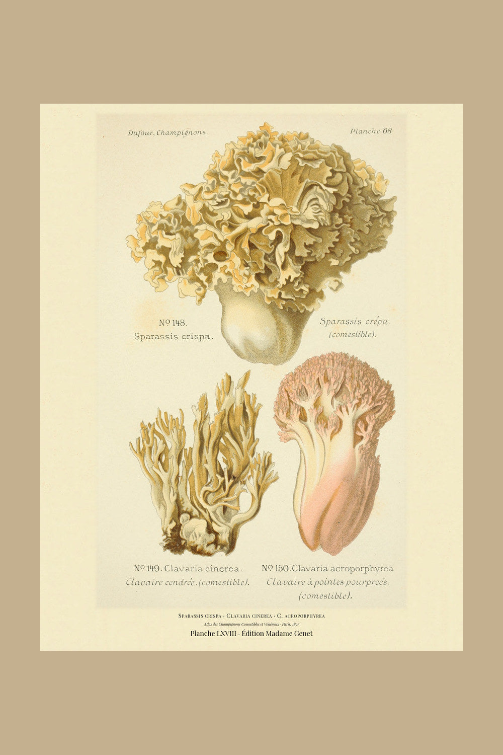 Planche LXVIII from Léon Dufour's 1891 Atlas des Champignons — Sparassis crispa