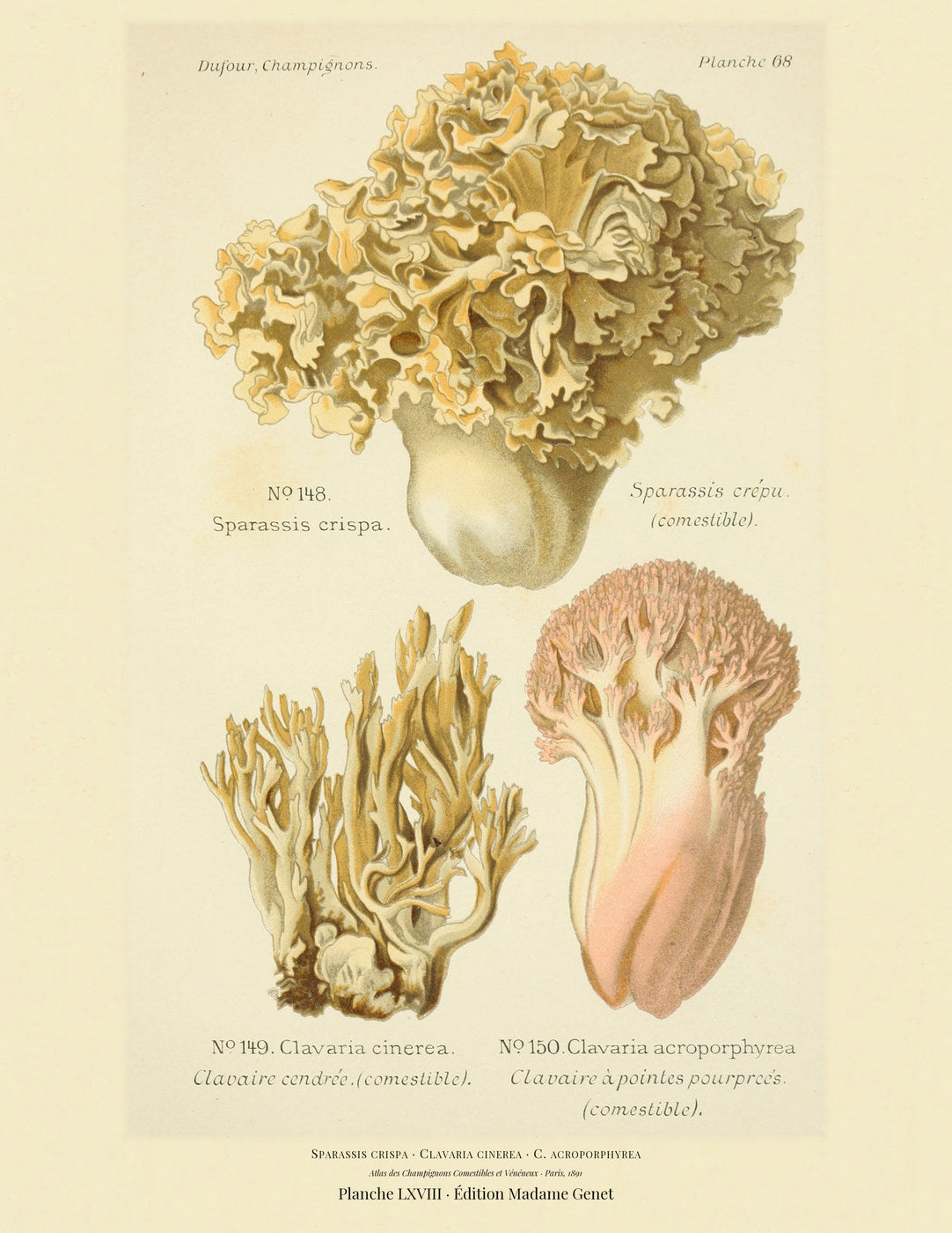 Planche LXVIII from Léon Dufour's 1891 Atlas des Champignons — Sparassis crispa
