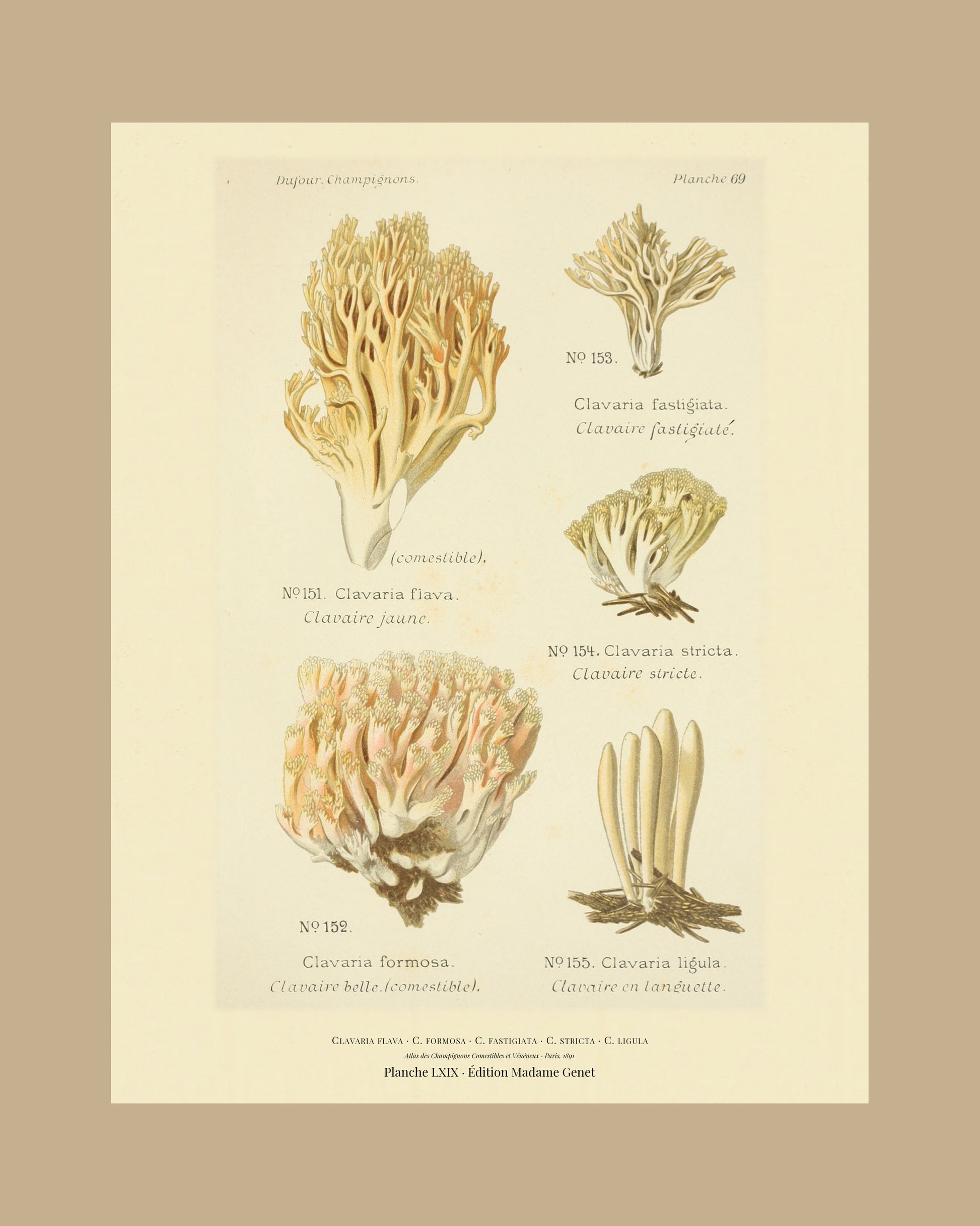 Framed view of planche LXIX from Léon Dufour's 1891 Atlas des Champignons — Clavaria flava