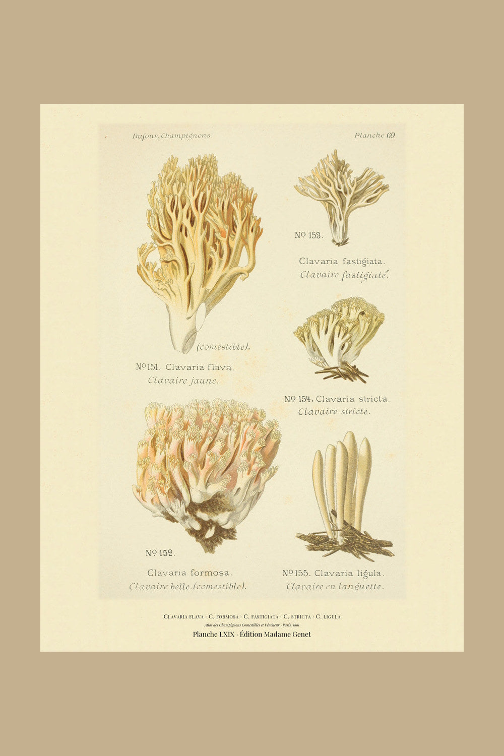Planche LXIX from Léon Dufour's 1891 Atlas des Champignons — Clavaria flava