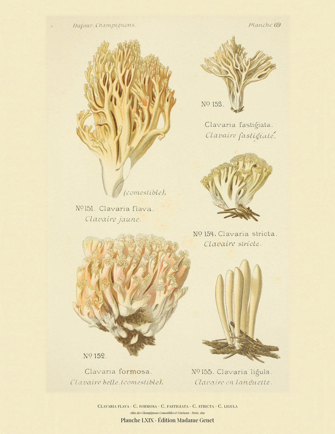 Planche LXIX from Léon Dufour's 1891 Atlas des Champignons — Clavaria flava