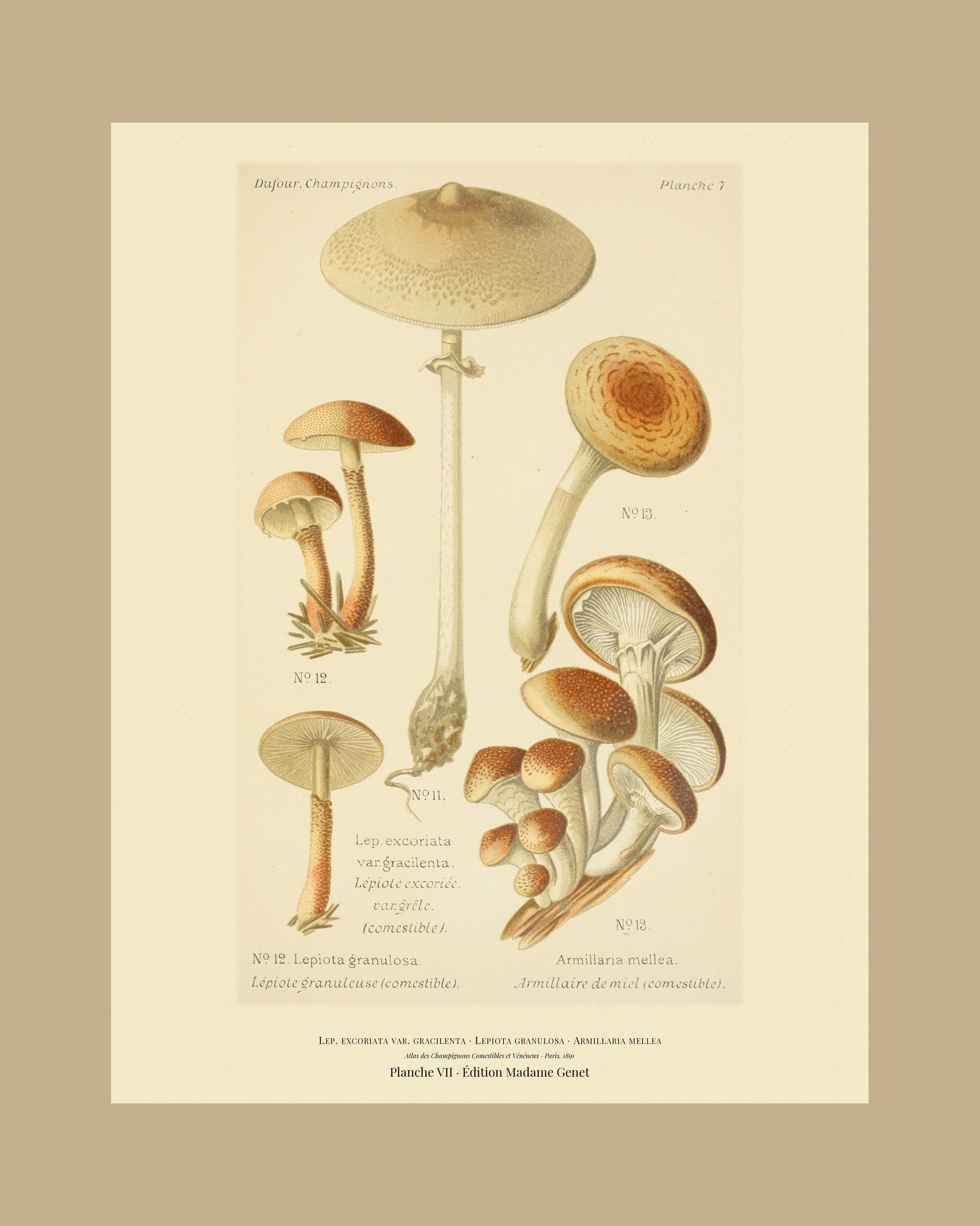 Framed view of planche VII from Léon Dufour's 1891 Atlas des Champignons — Lep. excoriata var. gracilenta