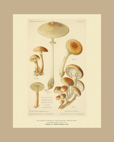 Planche VII on a tan mount, Dufour 1891 — Lepiota excoriata var. gracilenta · Lépiote excoriée. var. grêle · marked edible, 1891; Lepiota granulosa; Honey Mushroom · Armillaria mellea