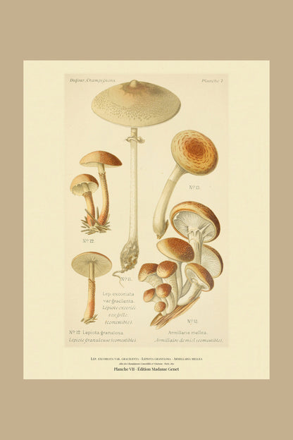 Planche VII from Léon Dufour's 1891 Atlas des Champignons — Lep. excoriata var. gracilenta