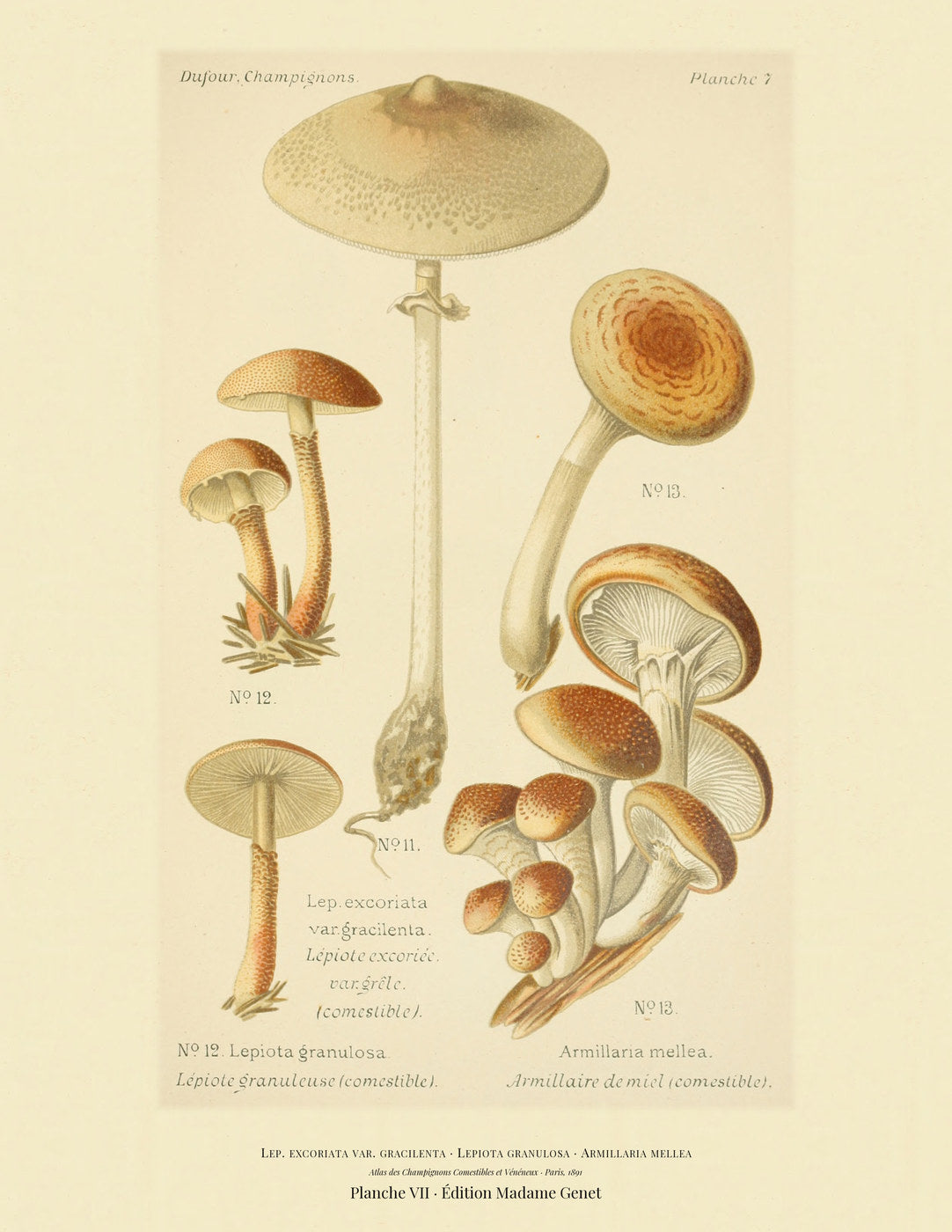 Planche VII from Léon Dufour's 1891 Atlas des Champignons — Lep. excoriata var. gracilenta
