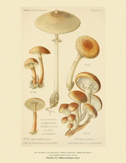 Planche VII from Léon Dufour's 1891 Atlas des Champignons — Lep. excoriata var. gracilenta
