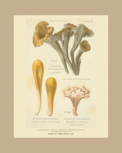 Planche LXX on a tan mount, Dufour 1891 — Clavaria pistillaris · Clavaire pilon · marked edible, 1891; Black Trumpet · Craterellus cornucopioides; Thelephora anthocephala