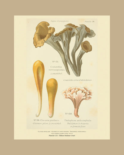 Framed view of planche LXX from Léon Dufour's 1891 Atlas des Champignons — Clavaria pistillaris