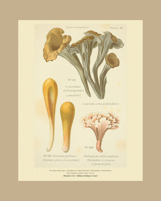 Framed view of planche LXX from Léon Dufour's 1891 Atlas des Champignons — Clavaria pistillaris
