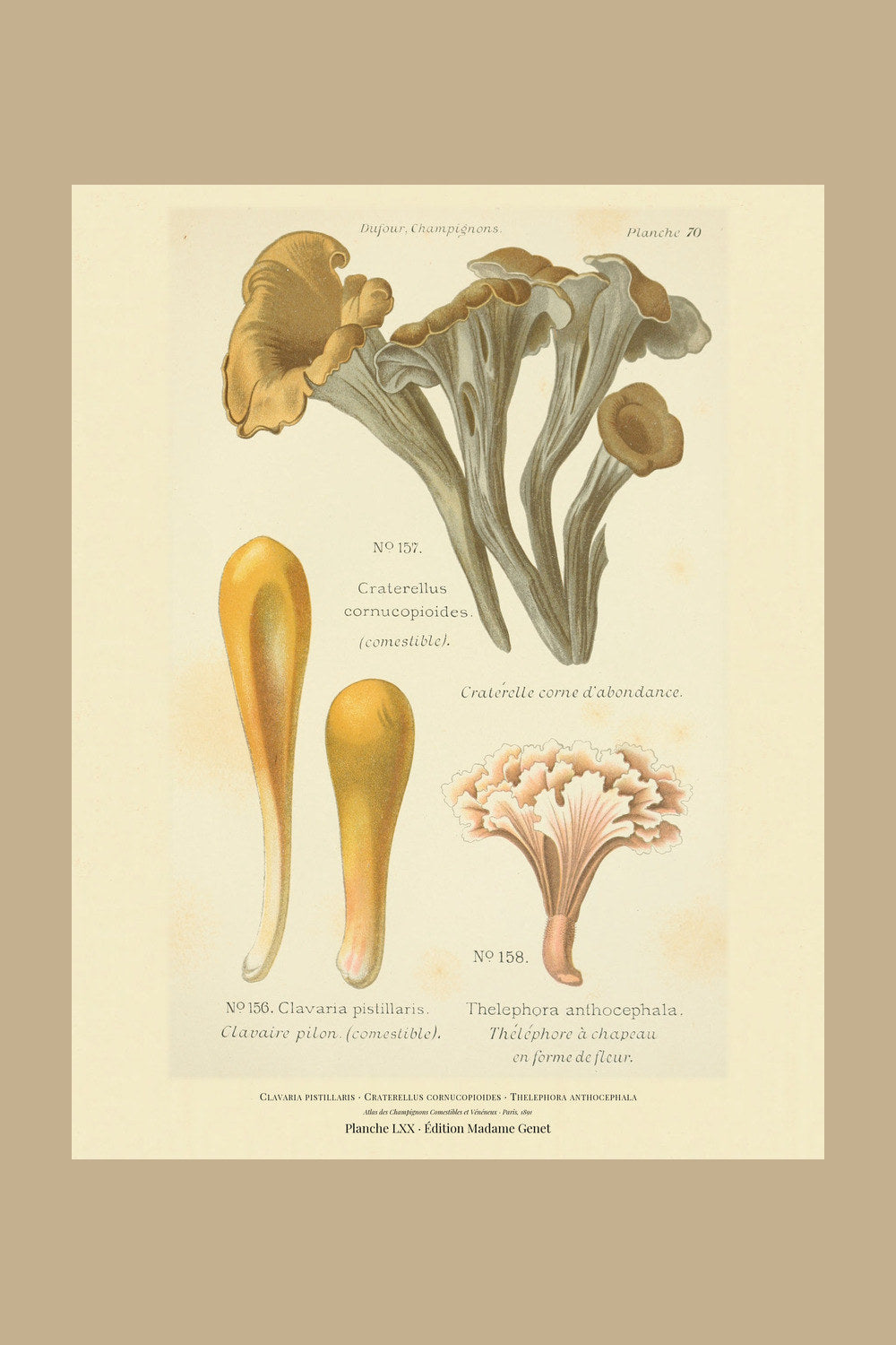 Planche LXX from Léon Dufour's 1891 Atlas des Champignons — Clavaria pistillaris