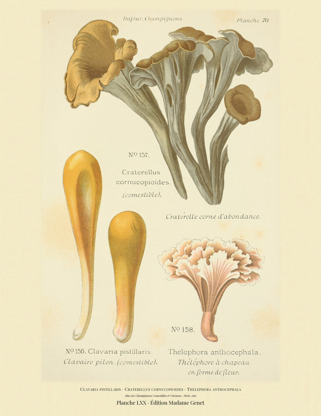 Planche LXX from Léon Dufour's 1891 Atlas des Champignons — Clavaria pistillaris