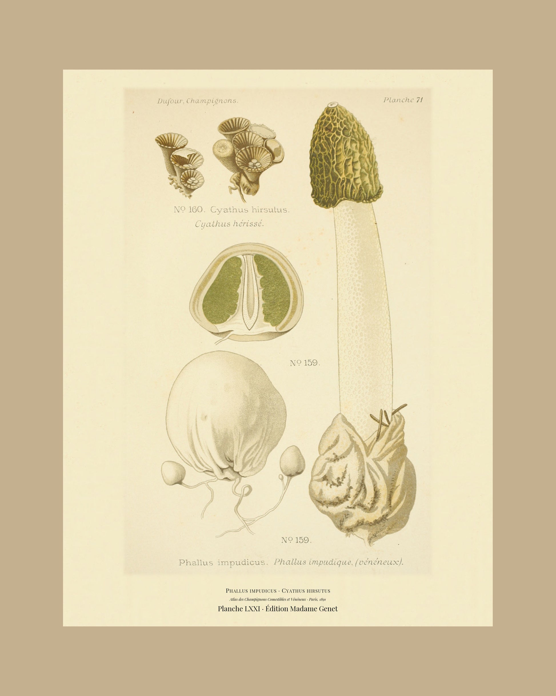 Framed view of planche LXXI from Léon Dufour's 1891 Atlas des Champignons — Phallus impudicus