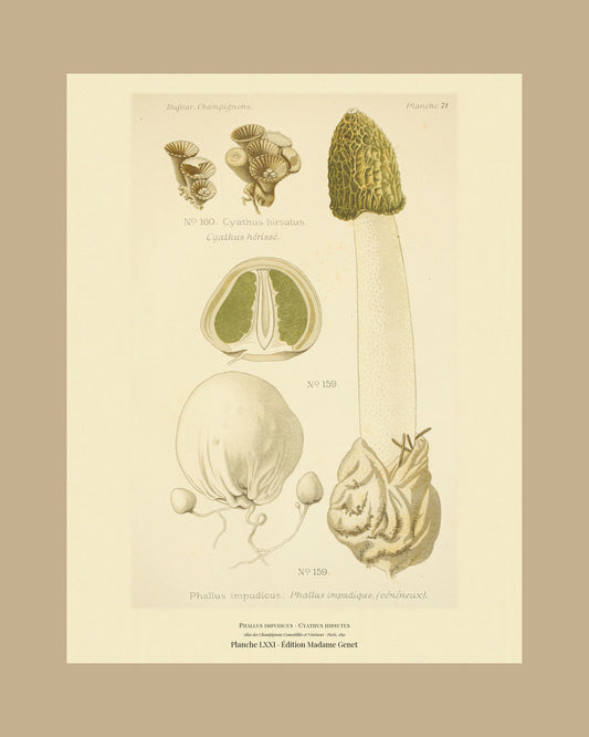 Framed view of planche LXXI from Léon Dufour's 1891 Atlas des Champignons — Phallus impudicus