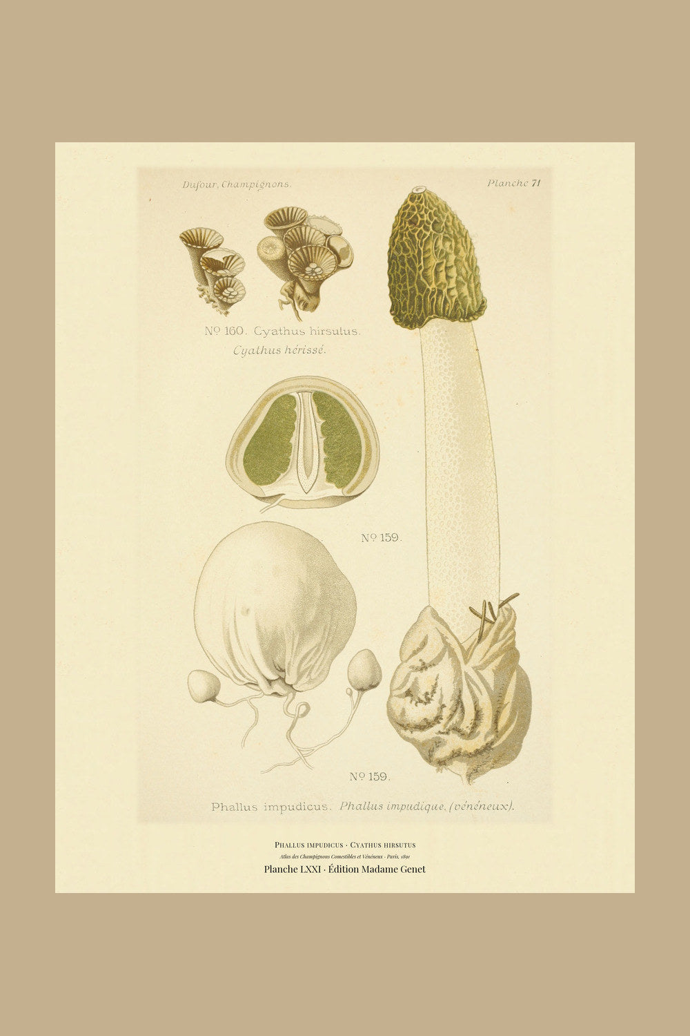 Planche LXXI from Léon Dufour's 1891 Atlas des Champignons — Phallus impudicus