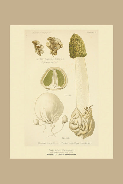 Planche LXXI from Léon Dufour's 1891 Atlas des Champignons — Phallus impudicus
