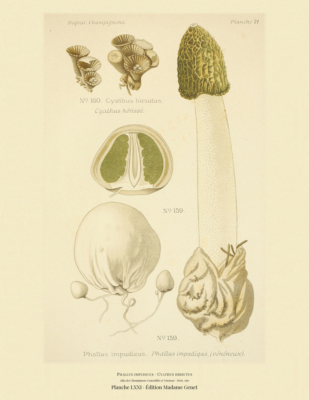 Planche LXXI from Léon Dufour's 1891 Atlas des Champignons — Phallus impudicus