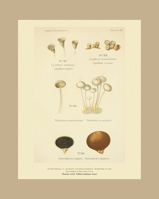 Framed view of planche LXXII from Léon Dufour's 1891 Atlas des Champignons — Cyathus sericeus