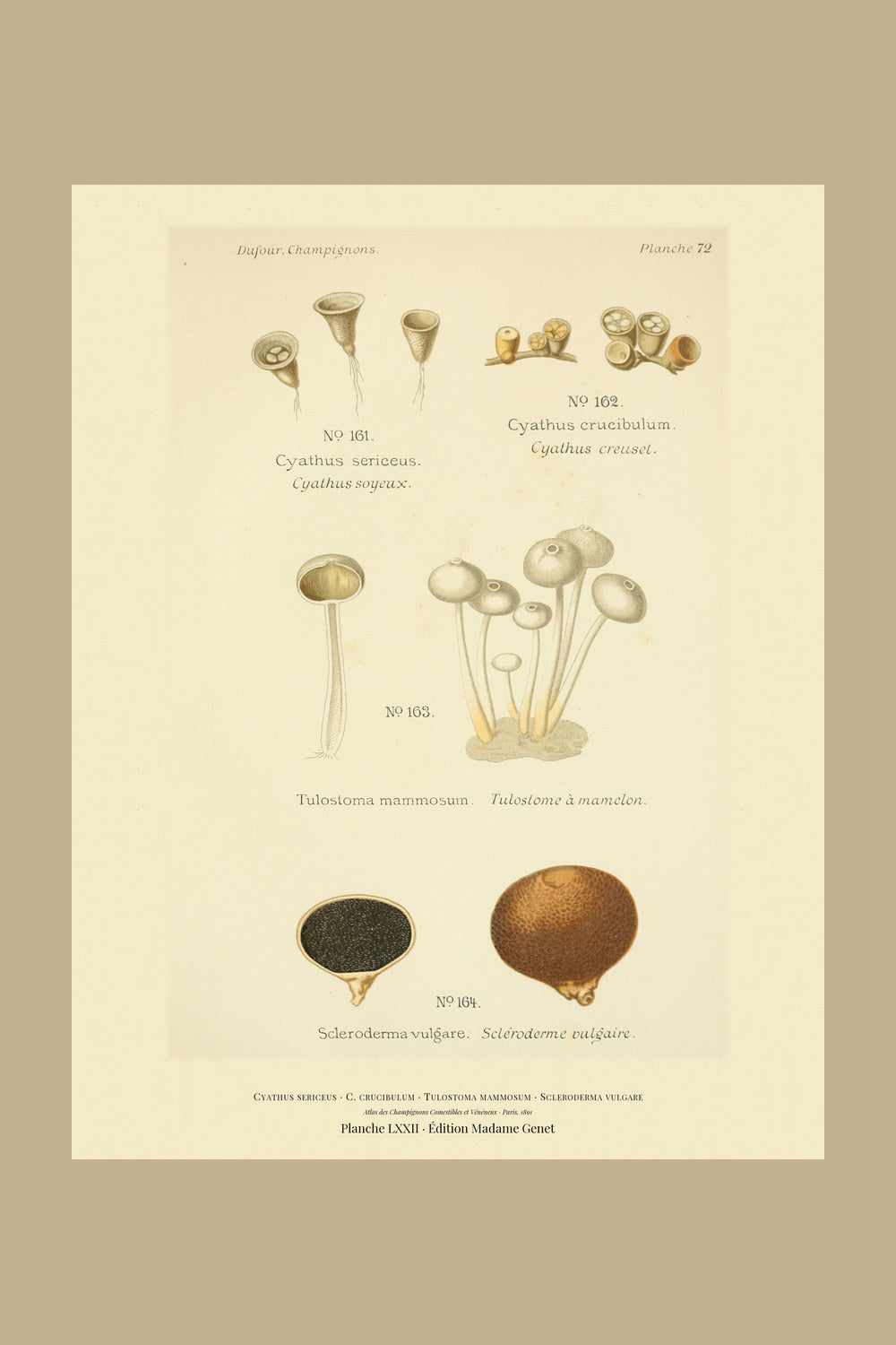 Planche LXXII from Léon Dufour's 1891 Atlas des Champignons — Cyathus sericeus