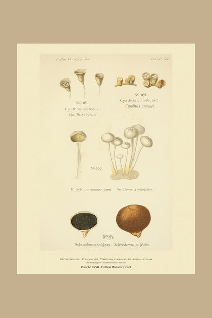 Planche LXXII from Léon Dufour's 1891 Atlas des Champignons — Cyathus sericeus