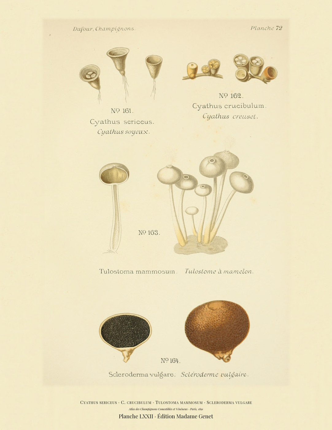 Planche LXXII from Léon Dufour's 1891 Atlas des Champignons — Cyathus sericeus