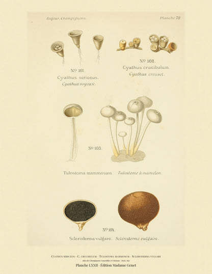 Planche LXXII from Léon Dufour's 1891 Atlas des Champignons — Cyathus sericeus