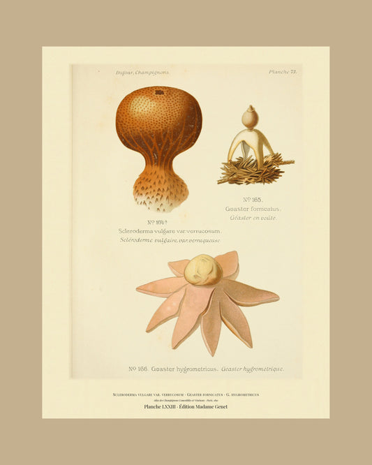 Framed view of planche LXXIII from Léon Dufour's 1891 Atlas des Champignons — Scleroderma vulgare var. verrucosum