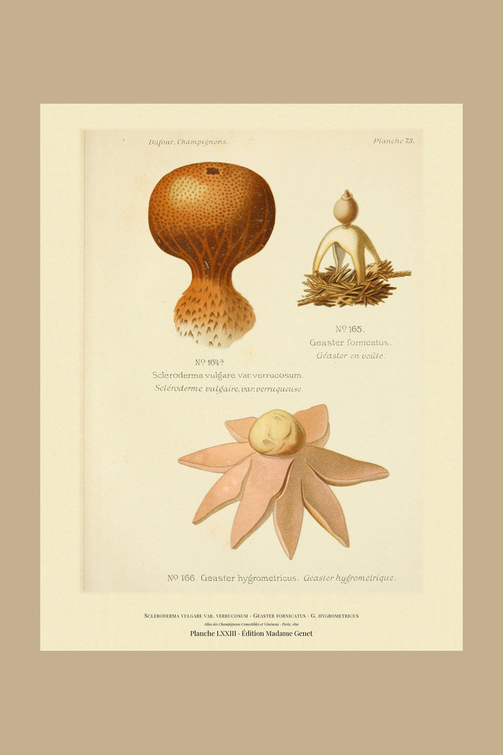 Planche LXXIII from Léon Dufour's 1891 Atlas des Champignons — Scleroderma vulgare var. verrucosum