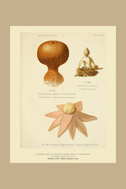 Planche LXXIII from Léon Dufour's 1891 Atlas des Champignons — Scleroderma vulgare var. verrucosum