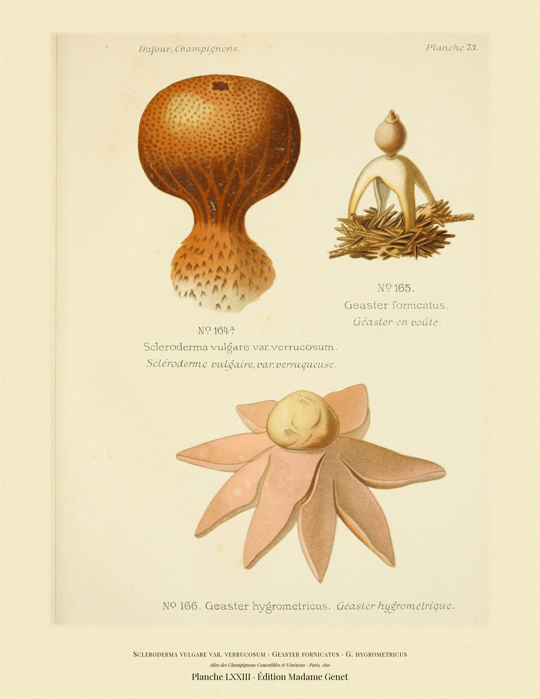 Planche LXXIII from Léon Dufour's 1891 Atlas des Champignons — Scleroderma vulgare var. verrucosum