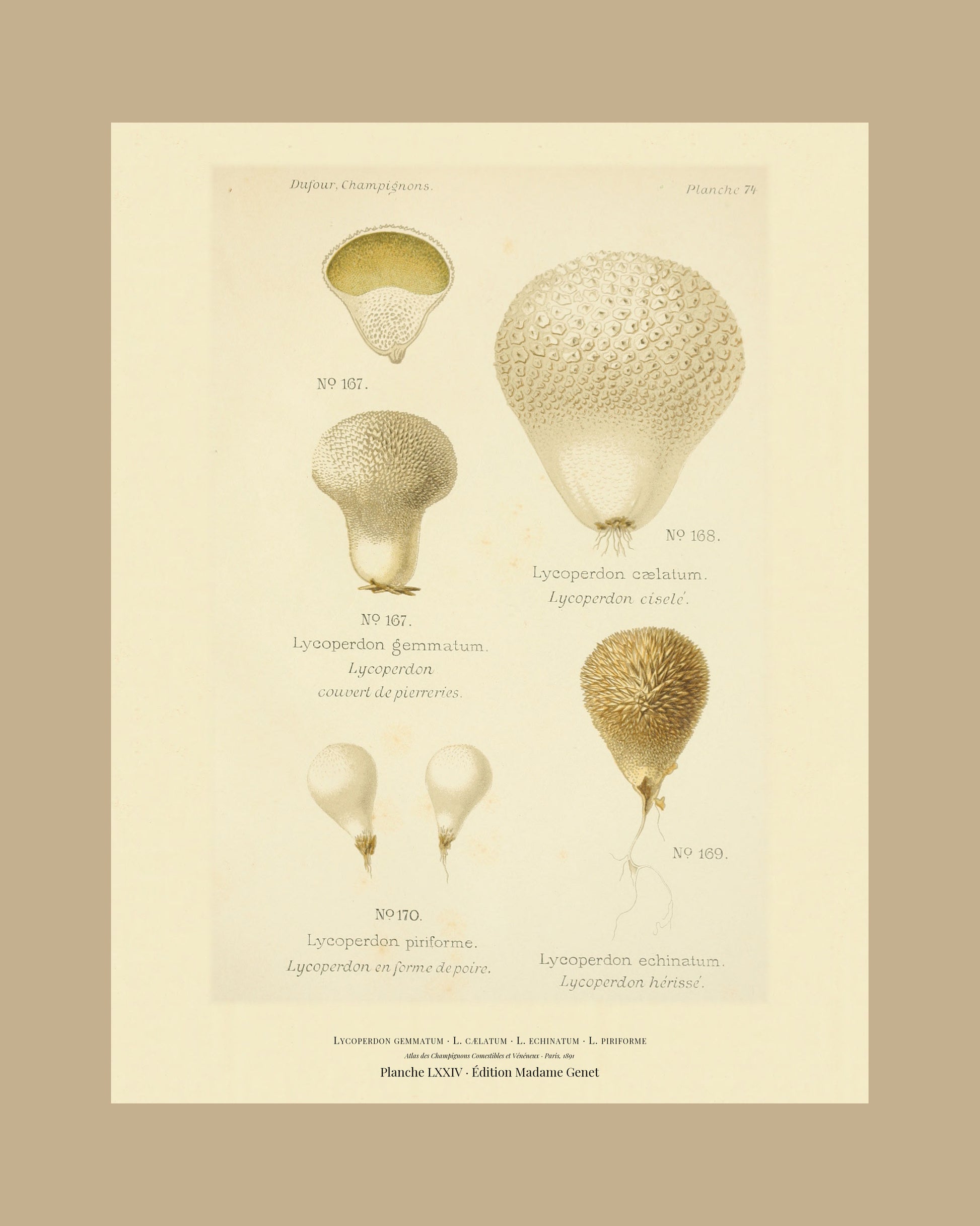 Framed view of planche LXXIV from Léon Dufour's 1891 Atlas des Champignons — Lycoperdon gemmatum