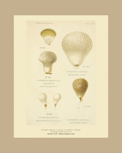 Framed view of planche LXXIV from Léon Dufour's 1891 Atlas des Champignons — Lycoperdon gemmatum