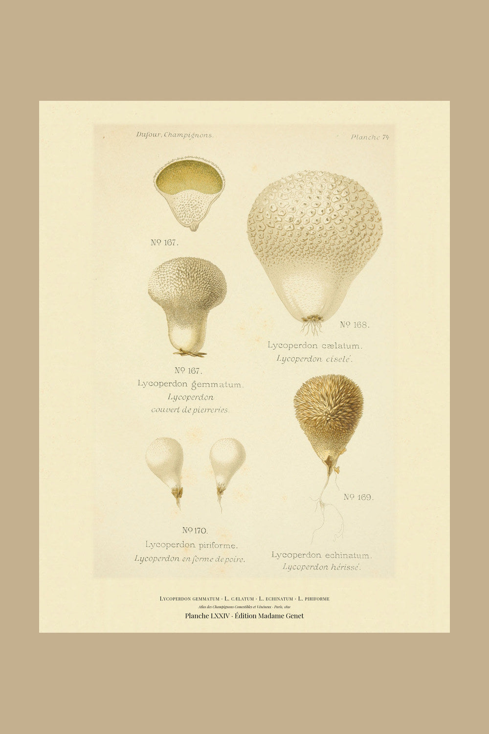 Planche LXXIV from Léon Dufour's 1891 Atlas des Champignons — Lycoperdon gemmatum