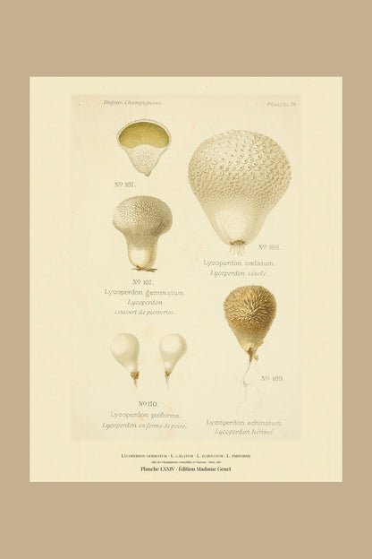 Planche LXXIV from Léon Dufour's 1891 Atlas des Champignons — Lycoperdon gemmatum
