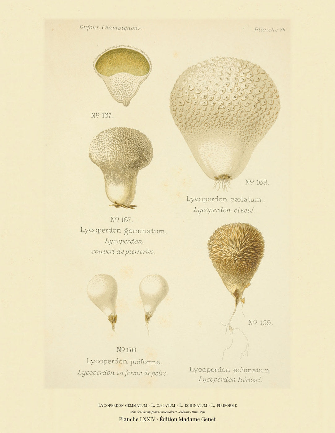 Planche LXXIV from Léon Dufour's 1891 Atlas des Champignons — Lycoperdon gemmatum