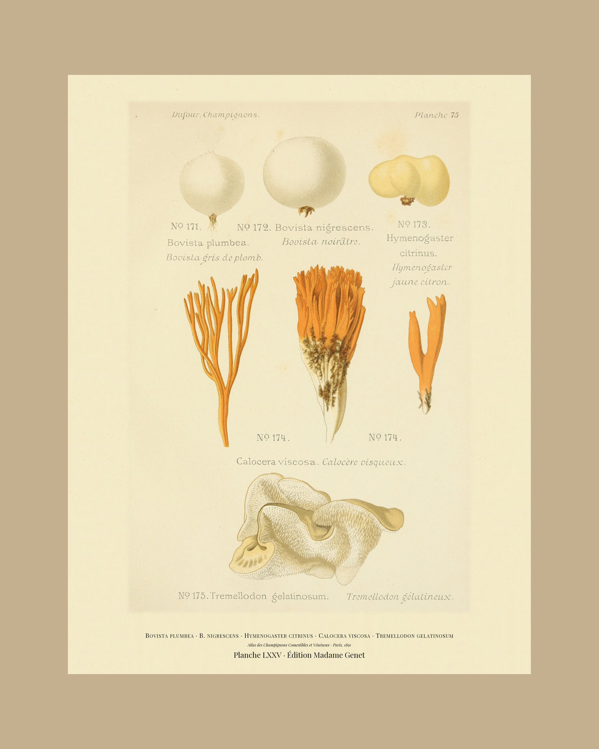 Framed view of planche LXXV from Léon Dufour's 1891 Atlas des Champignons — Bovista plumbea
